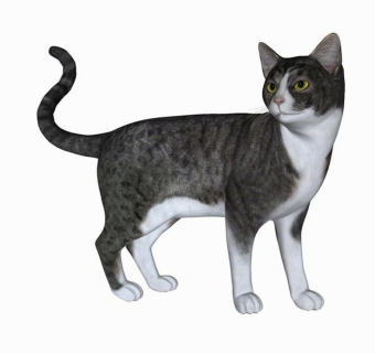 精品动物模型-猫 (5)